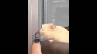 Hamster At Pets At Home