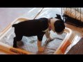 7 weeks old Boston Terrier already potty trained (how to train to use the pee pad)