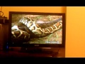 Anaconda se come a un cocodrilo