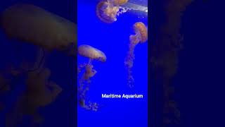 Jellyfish At The Aquarium
