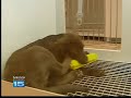 15 Finds Out: Petland & Puppy Mills?