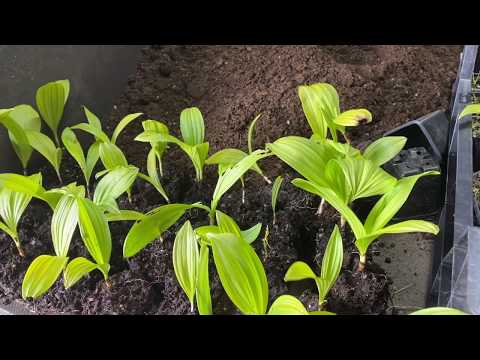 The English Nursery Garden Year...Week 17