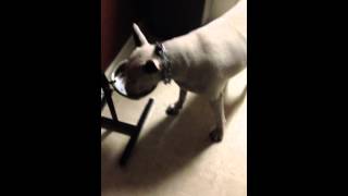 Bull Terrier Drinking Water