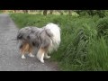 collie