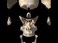 Skull Bones images Skull Bones