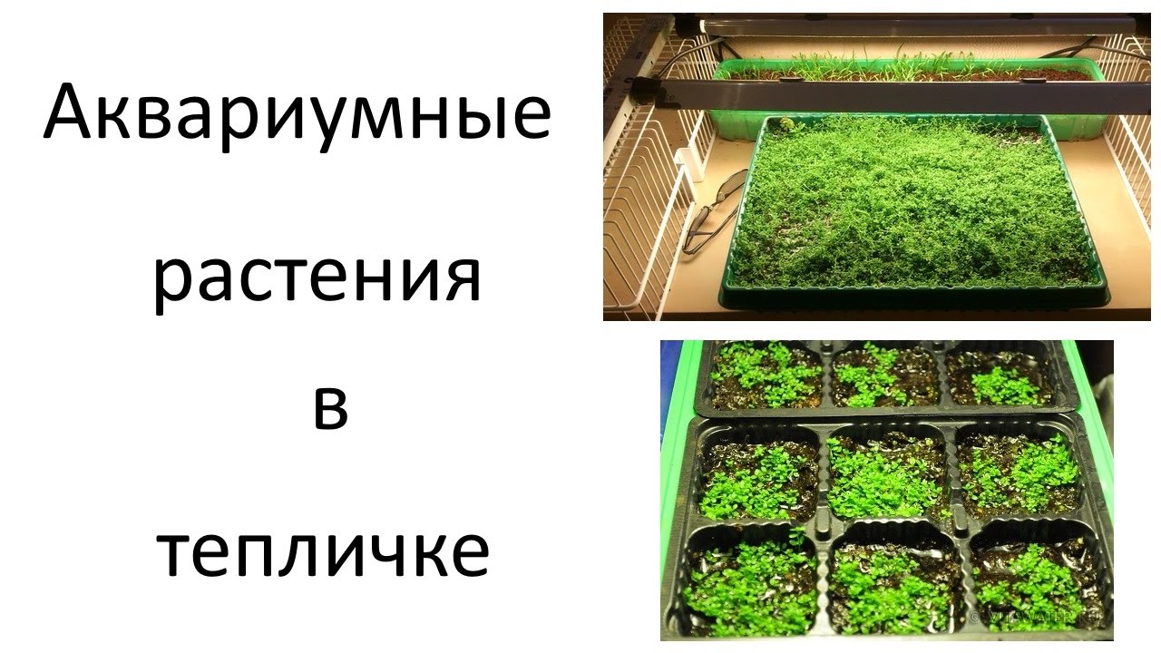 Как сделать тепличку для аквариумных растений 6 Как сделать тепличку для аквариумных растений 6