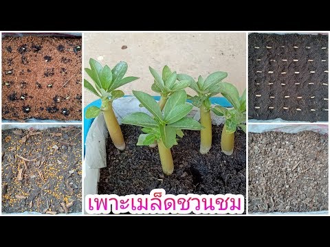วิธีเพาะเมล็ดต้นชวนชม