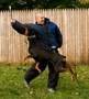 Dog Training - How to train an attack dog. K9-1 Dog Training Style