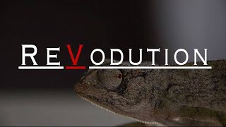 Live Q&A Session with Bokor Christopher Voncujovi