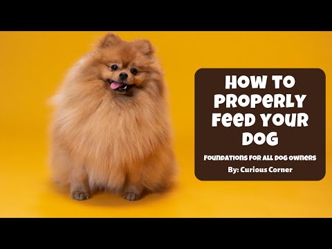 🐶 THIS is HOW TO PERFECTLY Feed Your Pup | Curious Corner.