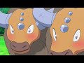 Ash meets his old pokemon Taurus after a long time |Pokemon sun and moon in English |