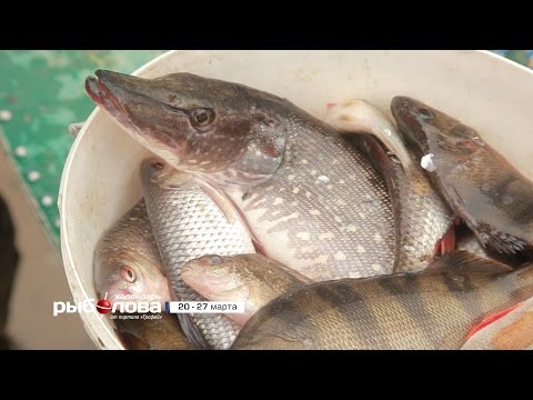 что на что клюет 2015 что на что клюет 2015