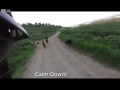 25 angry dogs attack a biker in Greece dogs HD