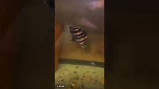 4Month Growth Of My Datnoid