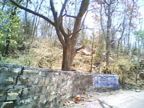 honey singh ka jalwa.wmv