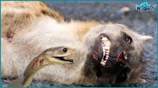 20 Terrifying Moments Animals Paralyzed By Snake Venom, What Happens Next? Animal Fights