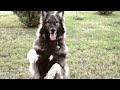 FinetunedCanines