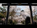 高麗神社と聖天院の桜