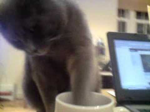 Cat drinking from cup.