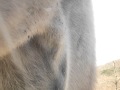 巨大エランド (Eland) 東北サファリパーク Japan-SafariPark
