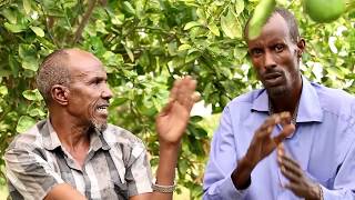 SOORAAN IYO XUSBIYADA MAXAA KALA HAYSTA 2017 SOORAAN IYO XUSBIYADA MAXAA KALA HAYSTA 2017