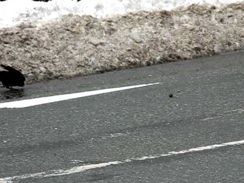 crows using cars crack nuts