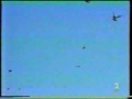 PALOMAS BUCHONAS, BUCHON LAUDINO SEVILLANO