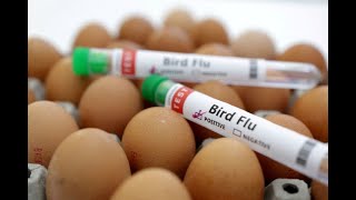 Bird Flu Alert - Unpacking The H5N2 Strain