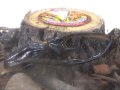 ネプチューンオオカブト（Neptunus beetle）学名：Dynastes neptunus [1]
