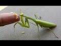 Praying Mantis Hand Feeding