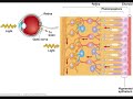 Retina