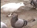 Satılık güvercin taklaci -01 ((AnGaraLi aDem'in kusLari))