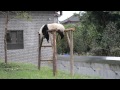 lazy panda