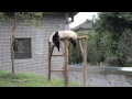 lazy panda
