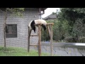 lazy panda