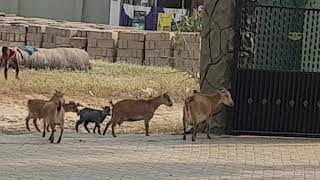 Ziegenvideo Statt Katzenvideo Vom Ziegenficker Best Of Africa Vlog