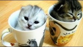 🔴Cute Cats and Funny Dogs Everyday 2018🔴#2 - Cute Nova
