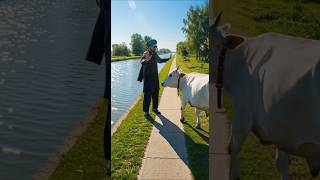 A Cow Avenges Her Calf On A Man