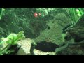 Longnose Gar Arawana And African Lungfish New England Aquari