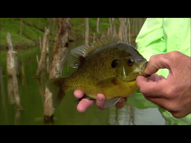 Watch Bluegill Fishing Tips on YouTube.