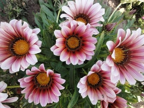 Самые красивые цветы однолетки для дачи Самые красивые цветы однолетки для дачи