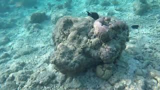 Shark In Shallow Water 2022 Dec