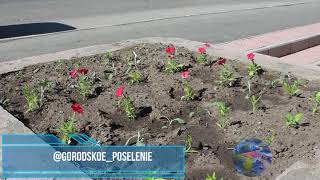 YouTube video: Высадка цветников в клумбы