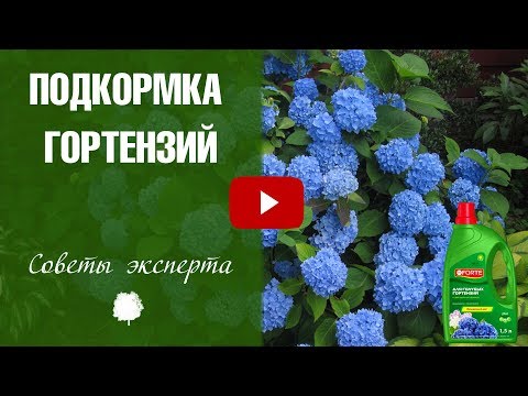 Гортензия бесконечное лето посадка и уход Гортензия бесконечное лето посадка и уход