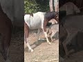 horse donkey