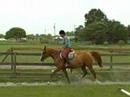 Selket Ladyin Red. Arabian mare undersaddle.