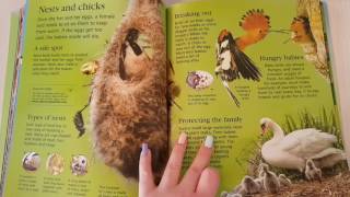 First Encyclopedia Of Animals From Usborne