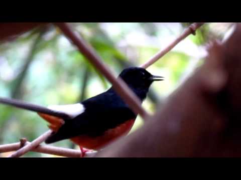 Wild Shama singing เสียงนกกางเขนดงร้องในป่า 1/2
