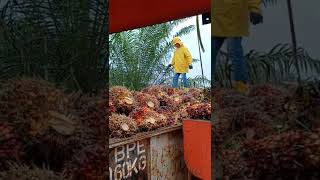 Working In Malaysia Palm Oil Palantion
