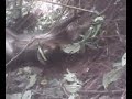 image Berburu Babi Hutan Di Bolmong Tungoi
